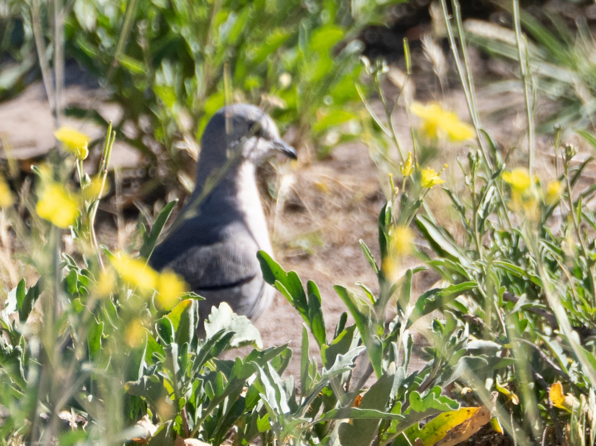 Picui Ground Dove - ML647620010