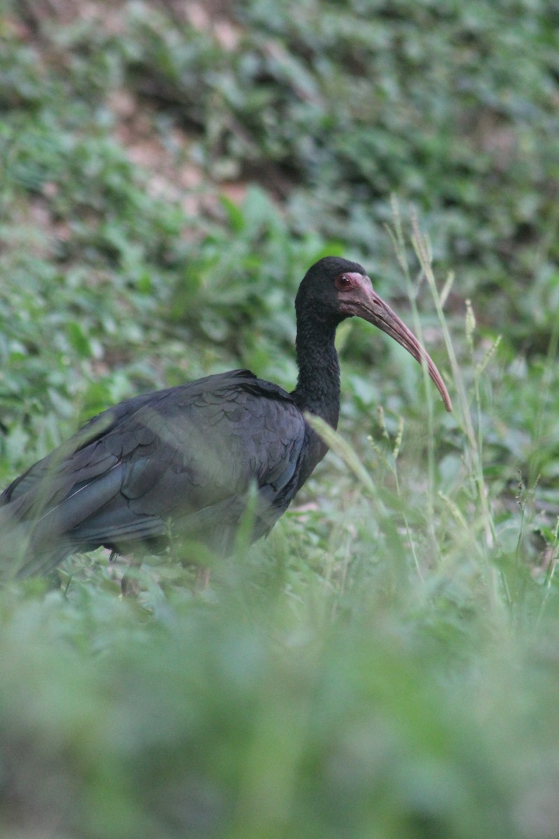 Ibis Afeitado - ML647620029