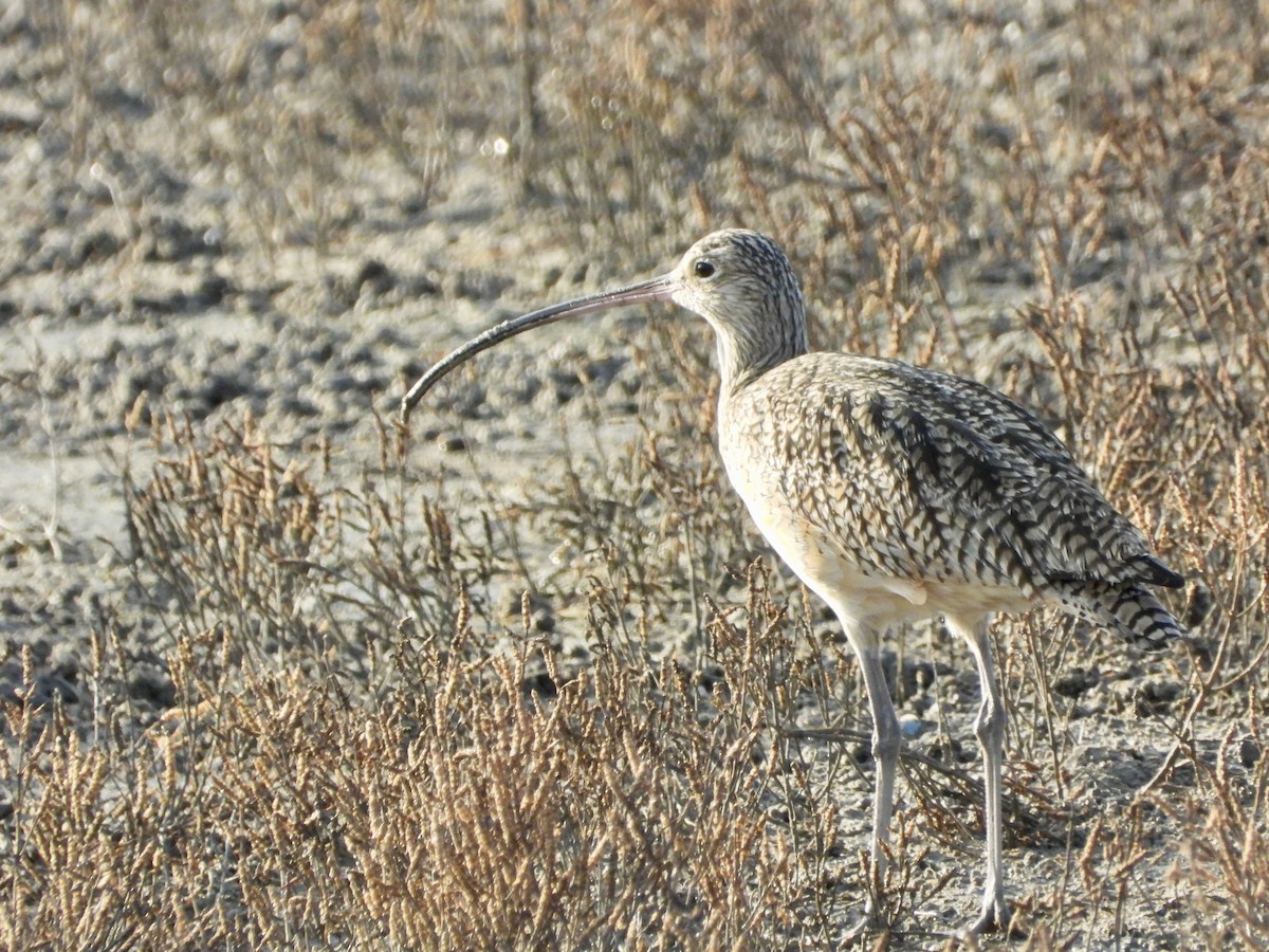 Long-billed Curlew - ML647620059