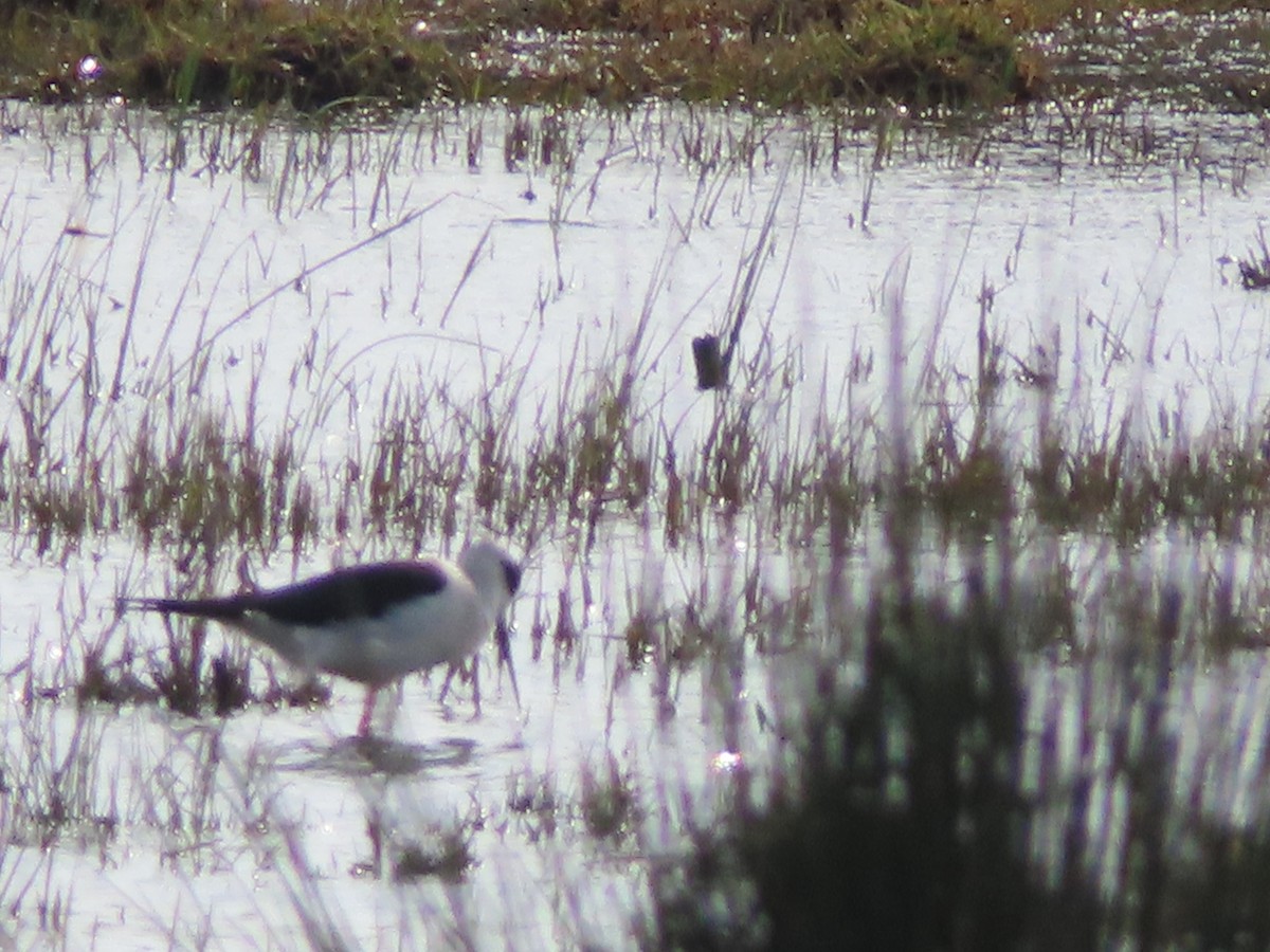 高蹺鴴 - ML647620063