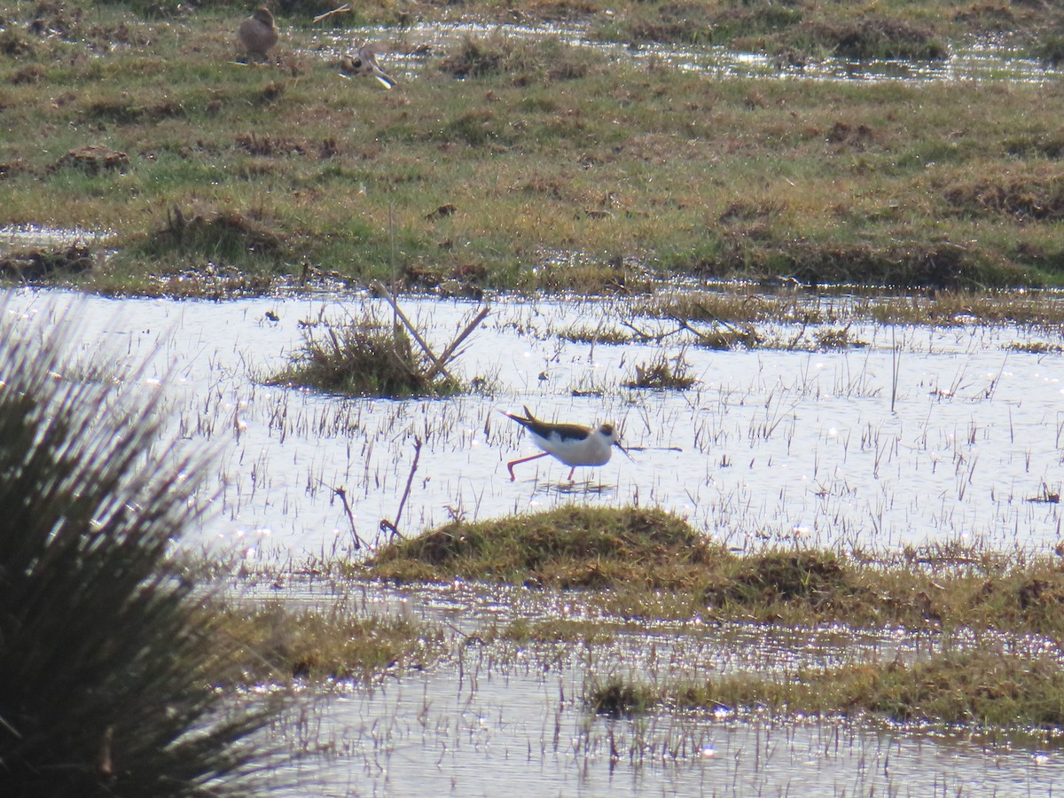 高蹺鴴 - ML647620064