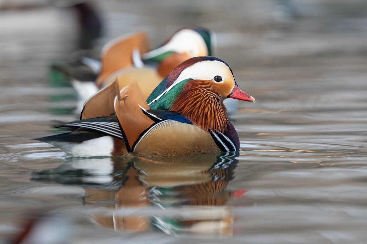 Pato Mandarín - ML647620078