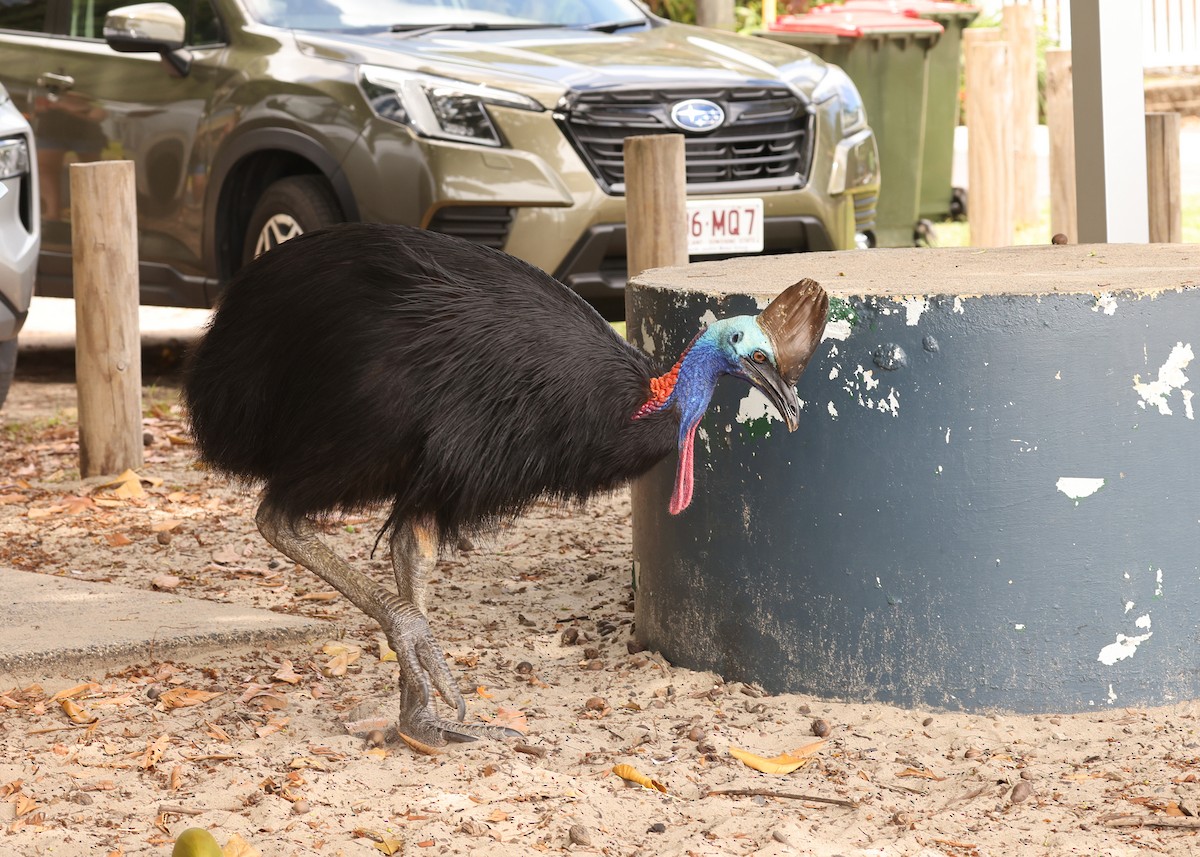 toflikkasuar - ML647620088