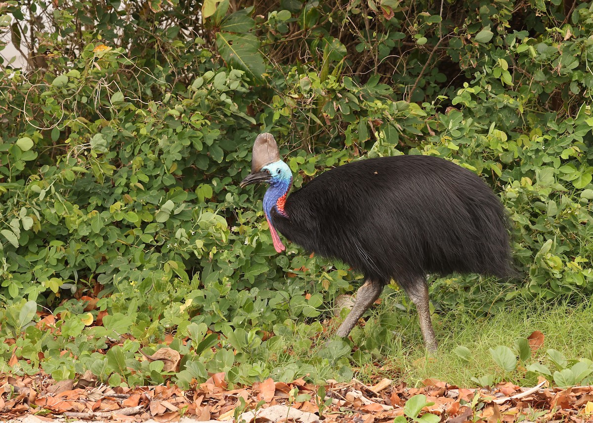 toflikkasuar - ML647620095