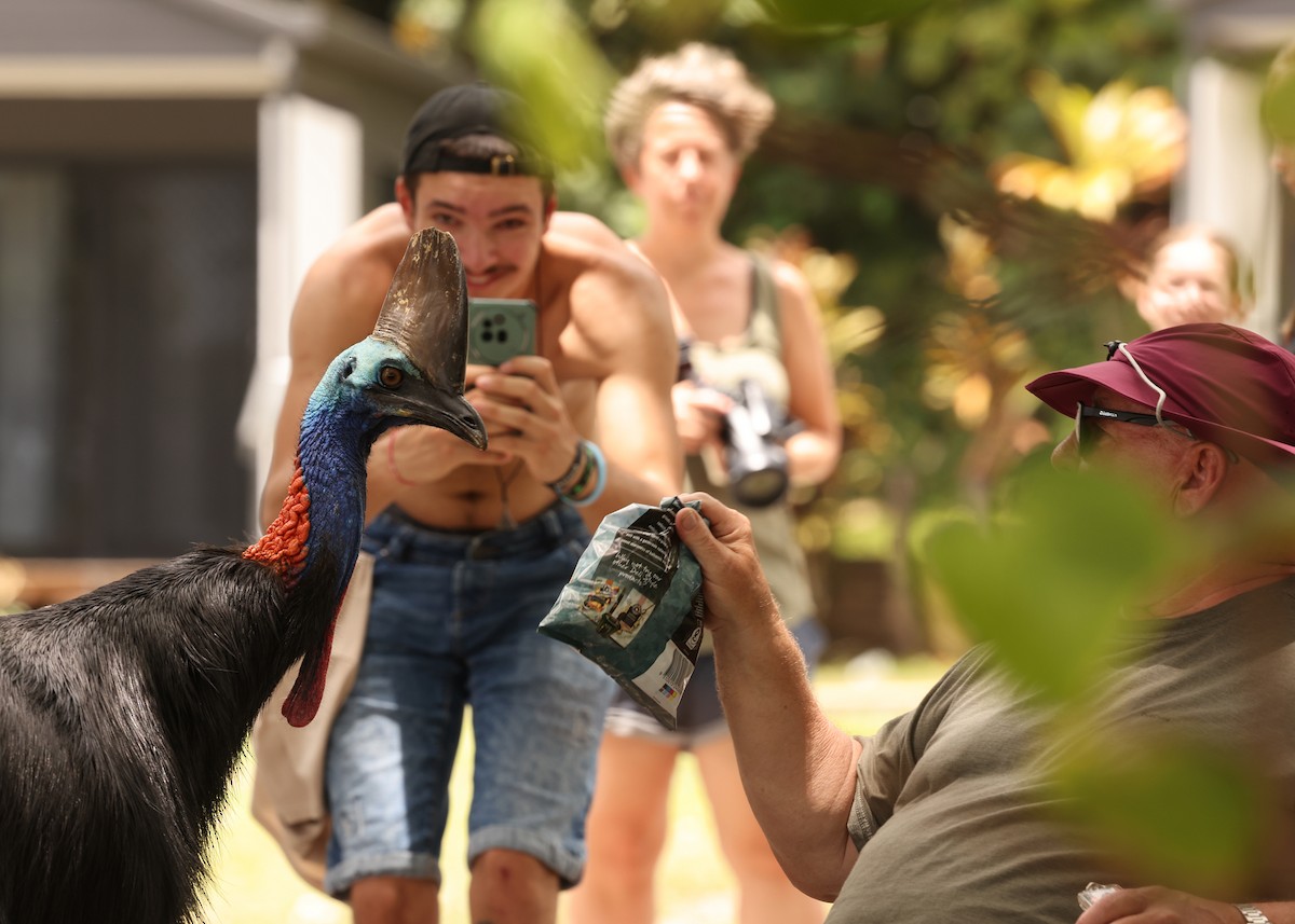 toflikkasuar - ML647620097