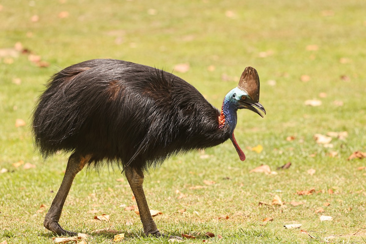 toflikkasuar - ML647620104