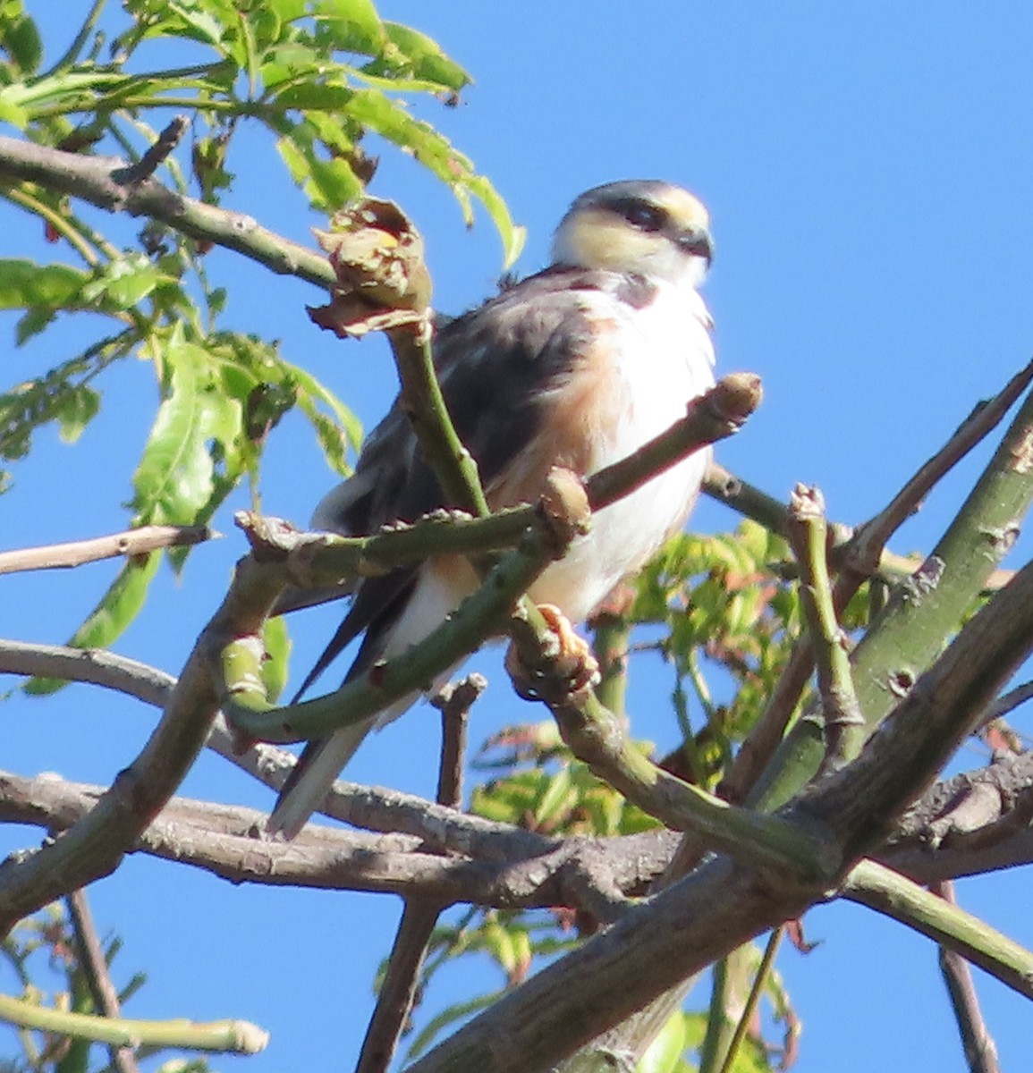 Pearl Kite - ML647620124