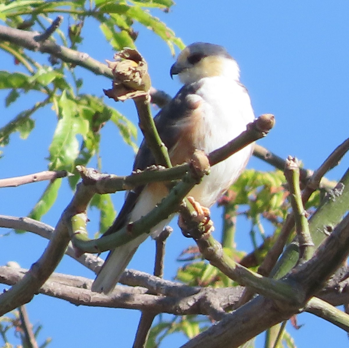 Pearl Kite - ML647620125