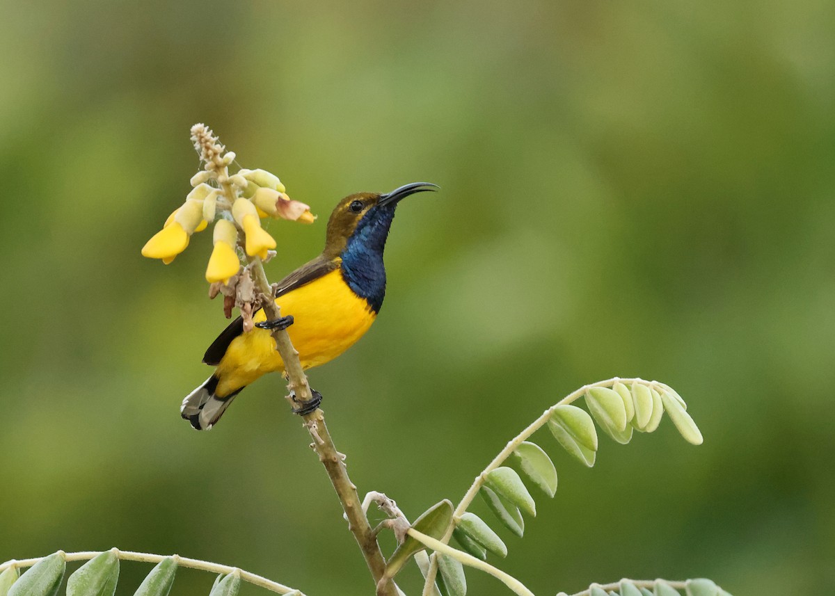 Sahul Sunbird - ML647620146