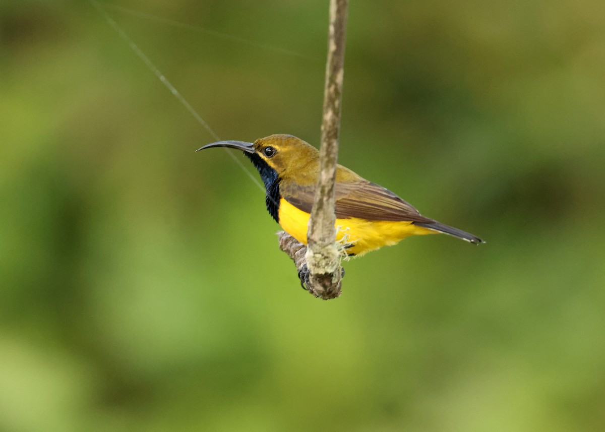 Sahul Sunbird - ML647620149