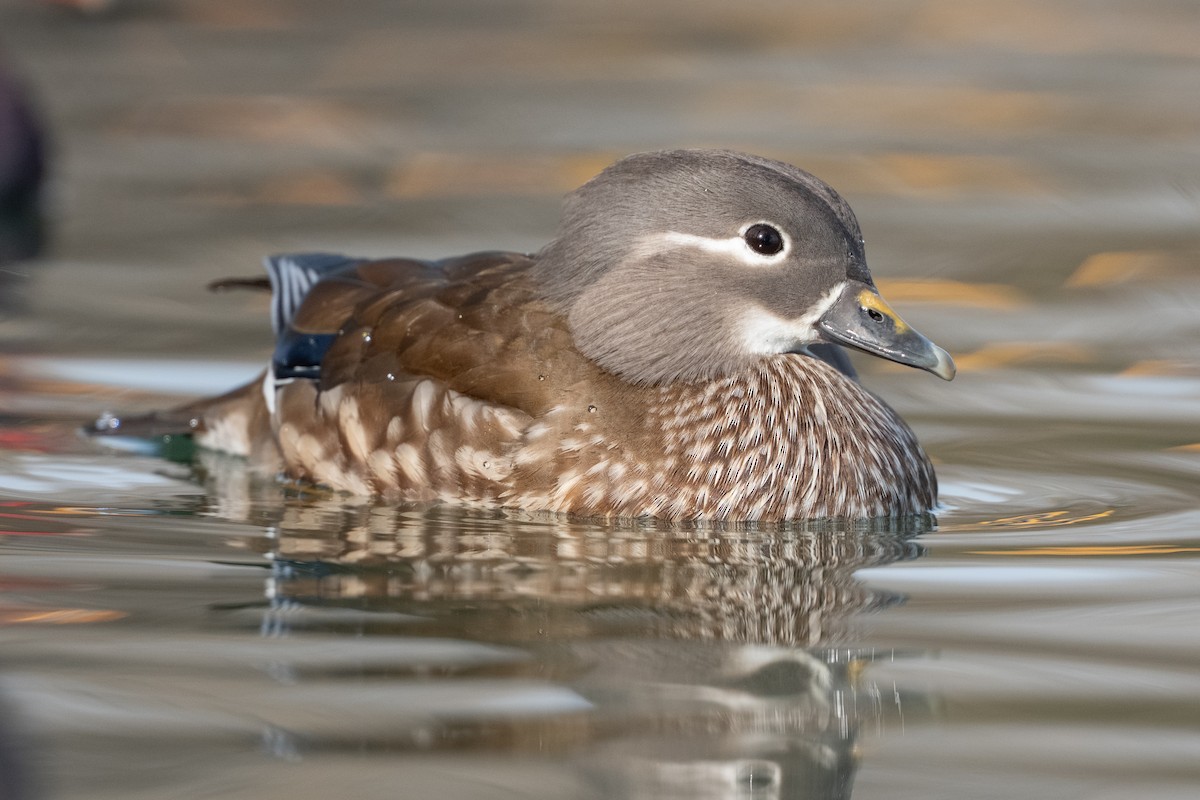 Pato Mandarín - ML647620151