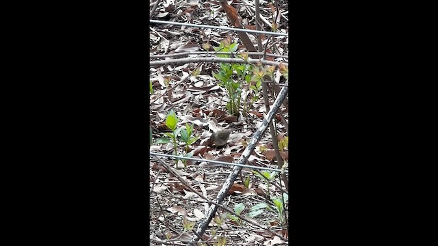 Пісняр бурий - ML647620171