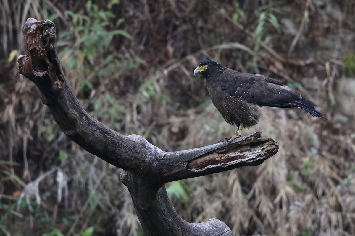 Хохлатый змееяд [группа cheela] - ML647620176