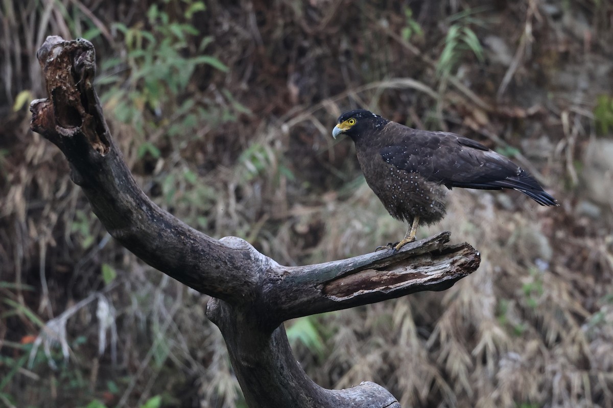 Хохлатый змееяд [группа cheela] - ML647620177