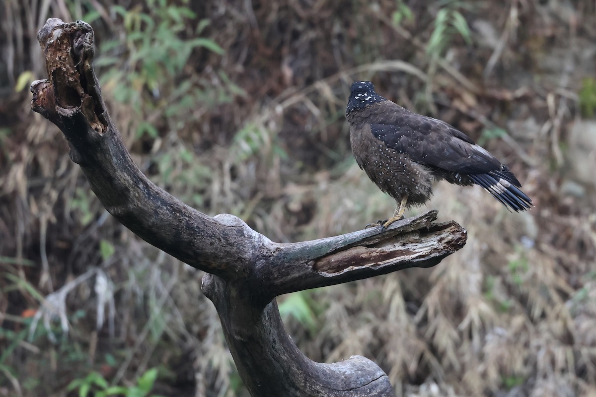 Хохлатый змееяд [группа cheela] - ML647620178
