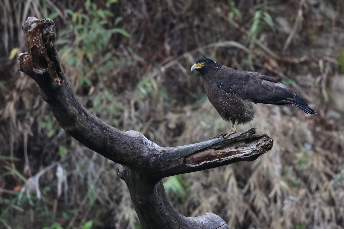 Хохлатый змееяд [группа cheela] - ML647620179