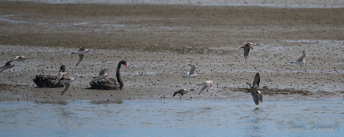 Zertzeta grisa - ML647620211