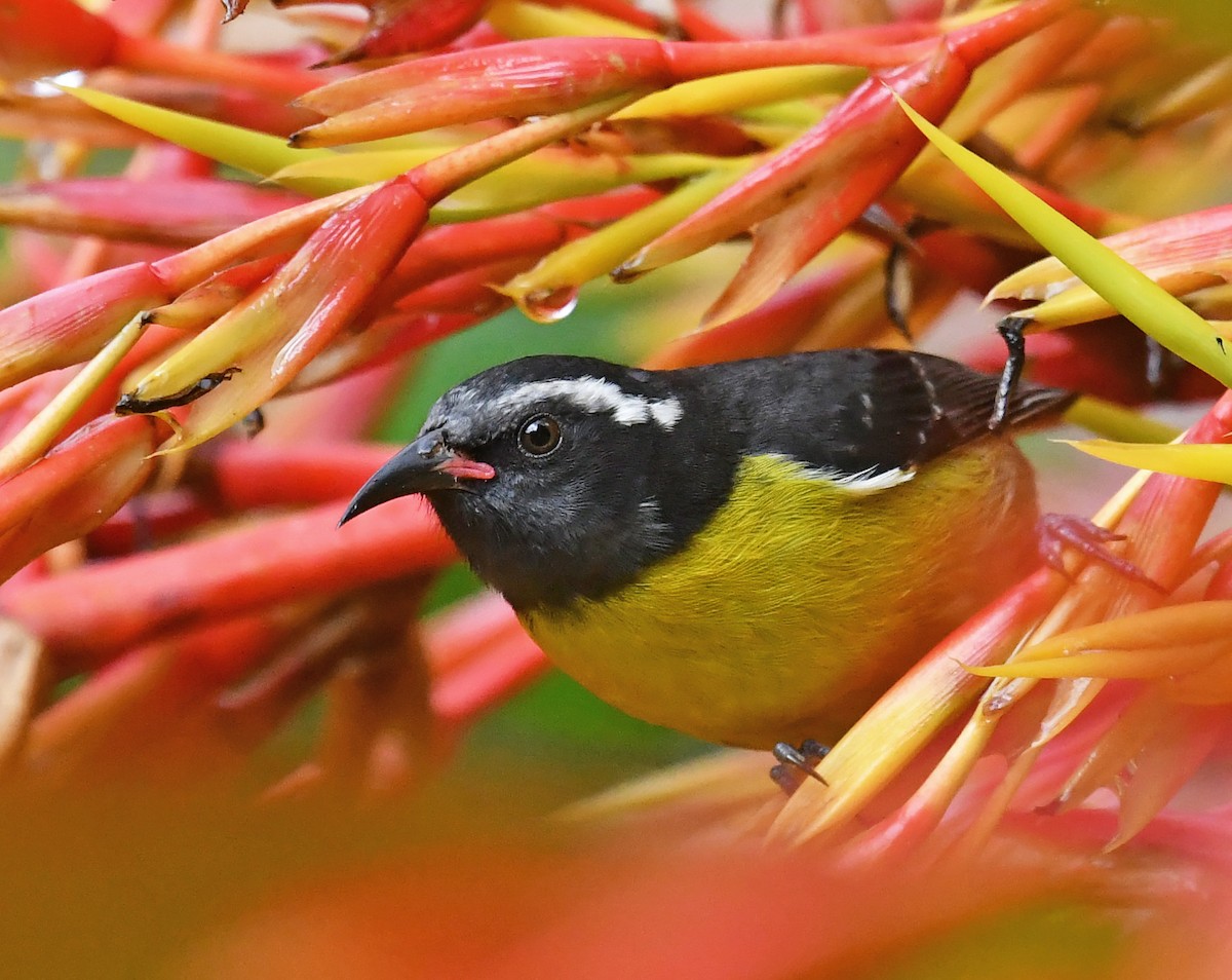 Sucrier à ventre jaune - ML647620212