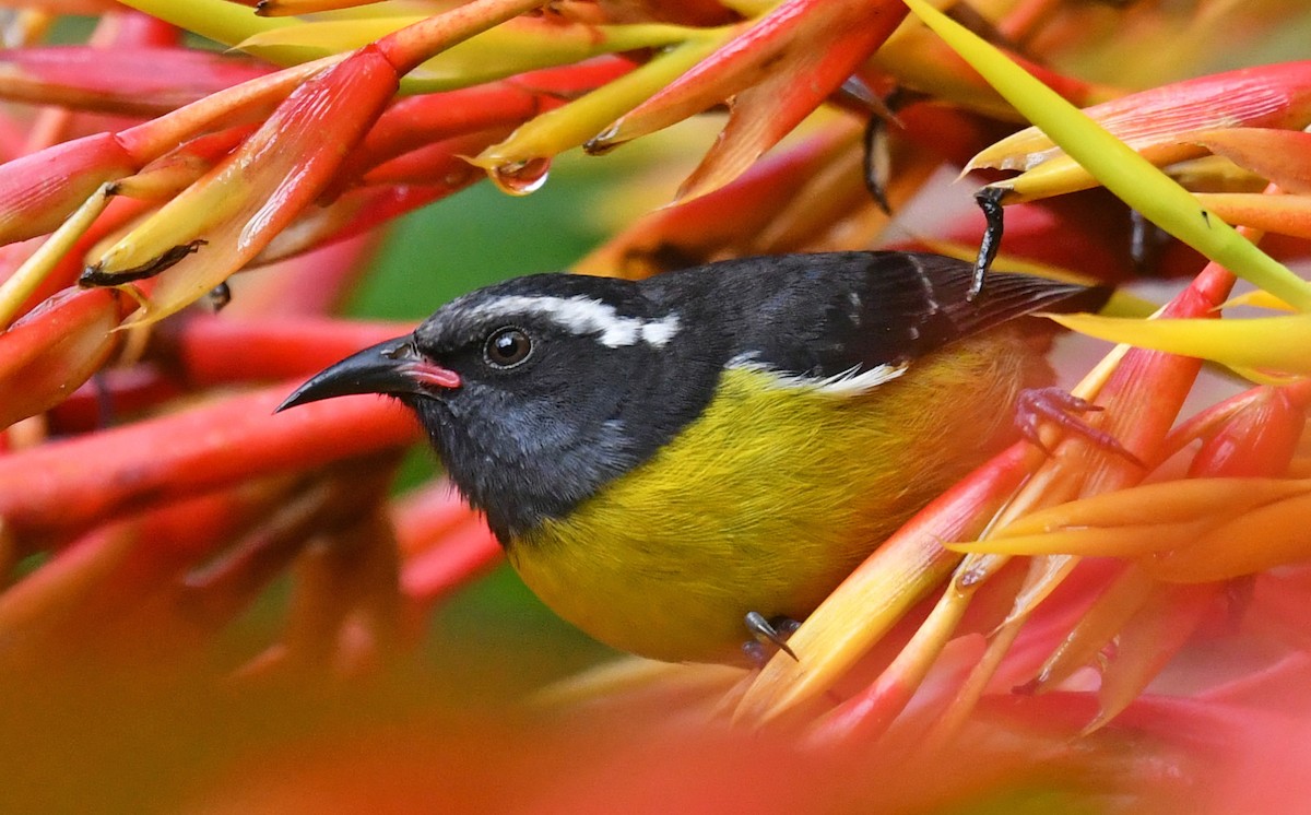 Sucrier à ventre jaune - ML647620213