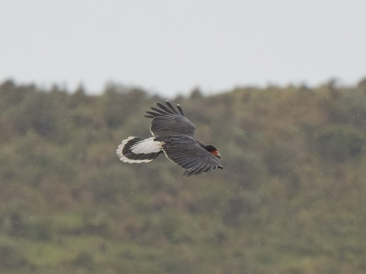 Mountain Caracara - ML647620223