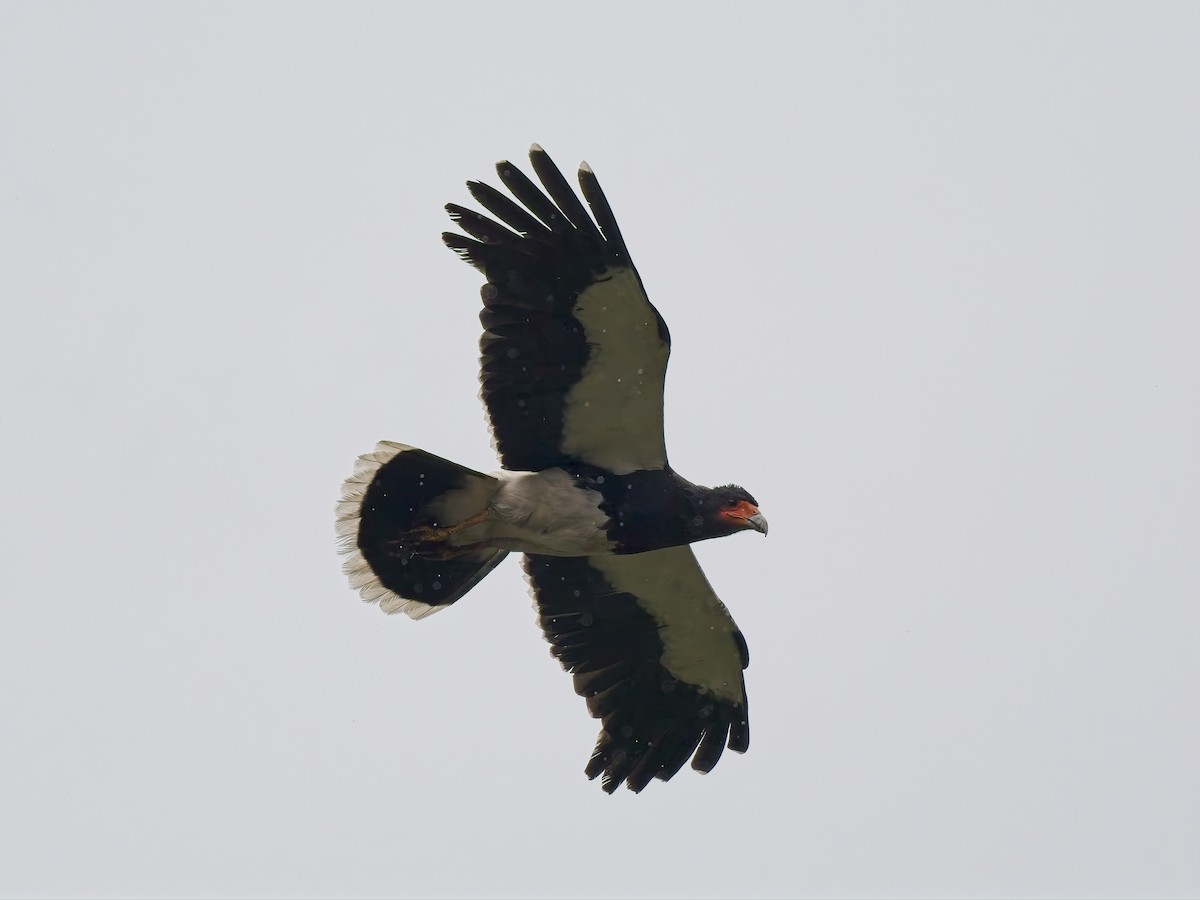 Mountain Caracara - ML647620224