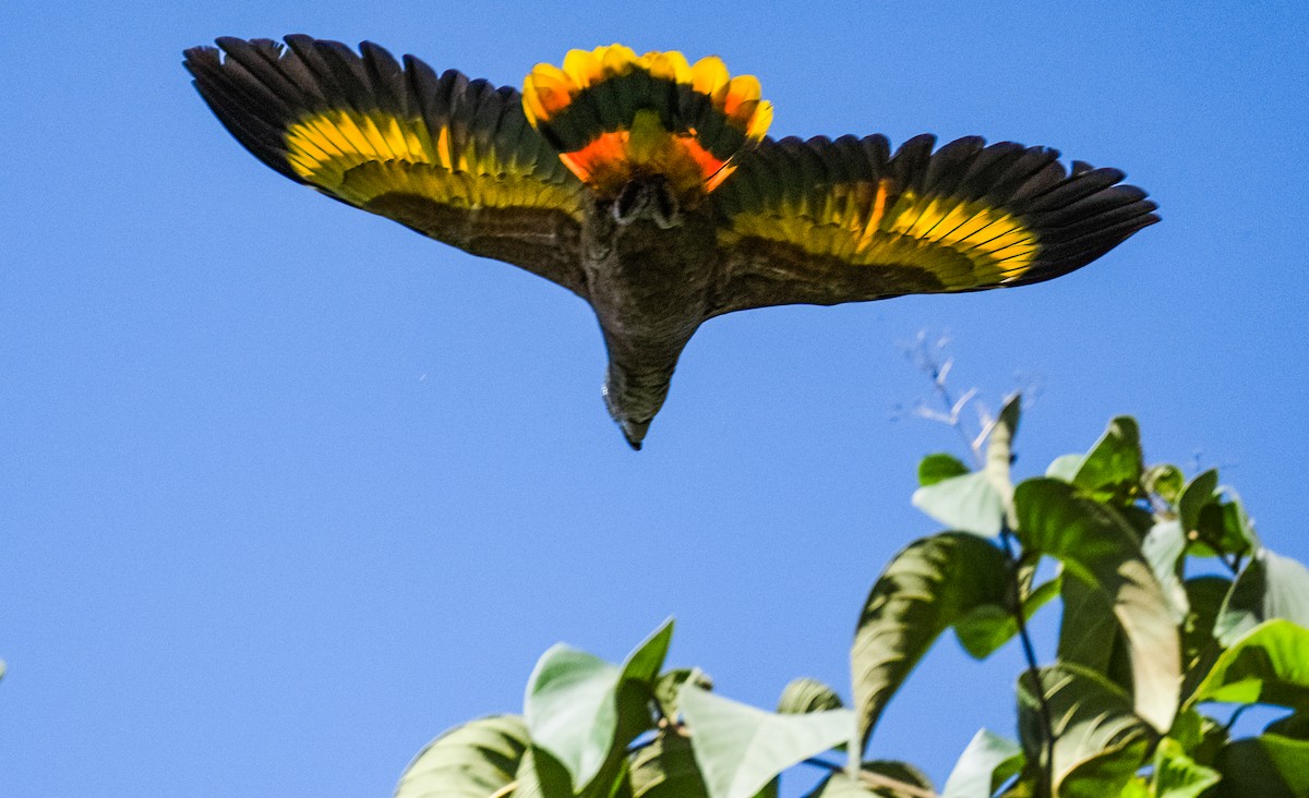 St. Vincent Amazon - ML647620225