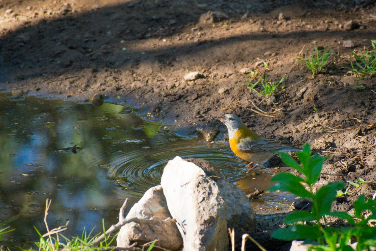 Gray-hooded Sierra Finch - ML647620271