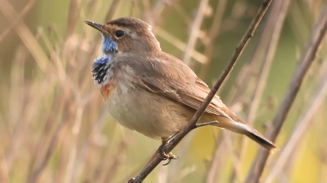 Синьошийка - ML647620302