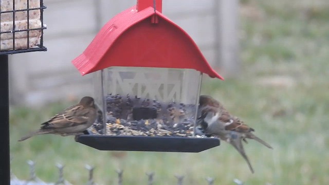 Горобець хатній - ML647620347