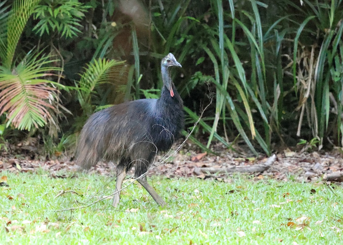 toflikkasuar - ML647620365