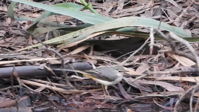 Плиска гірська - ML647620372