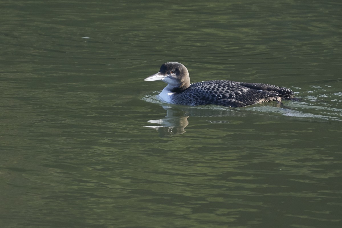 Common Loon - ML647620373