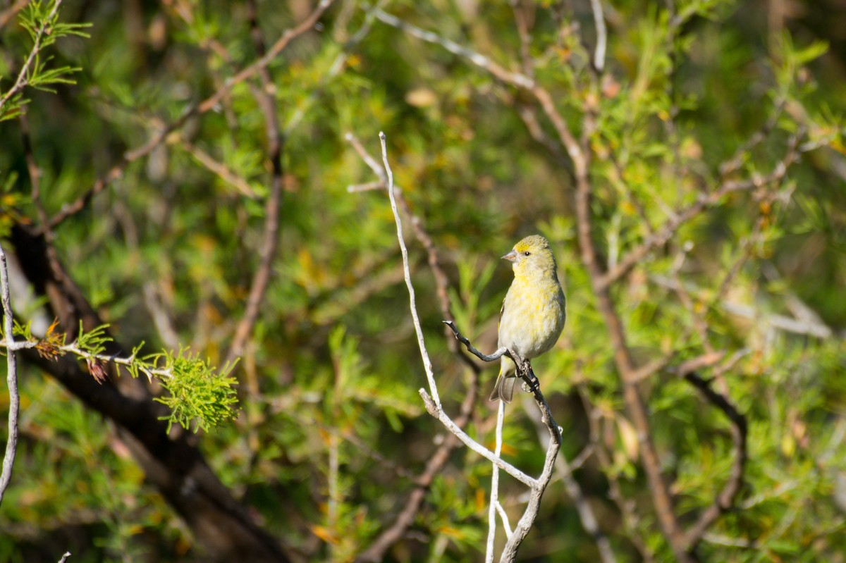 Hooded Siskin - ML647620381