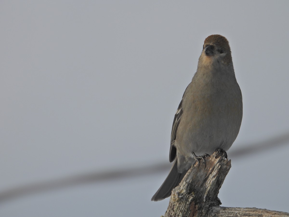 Pinu-gailupa - ML647620389