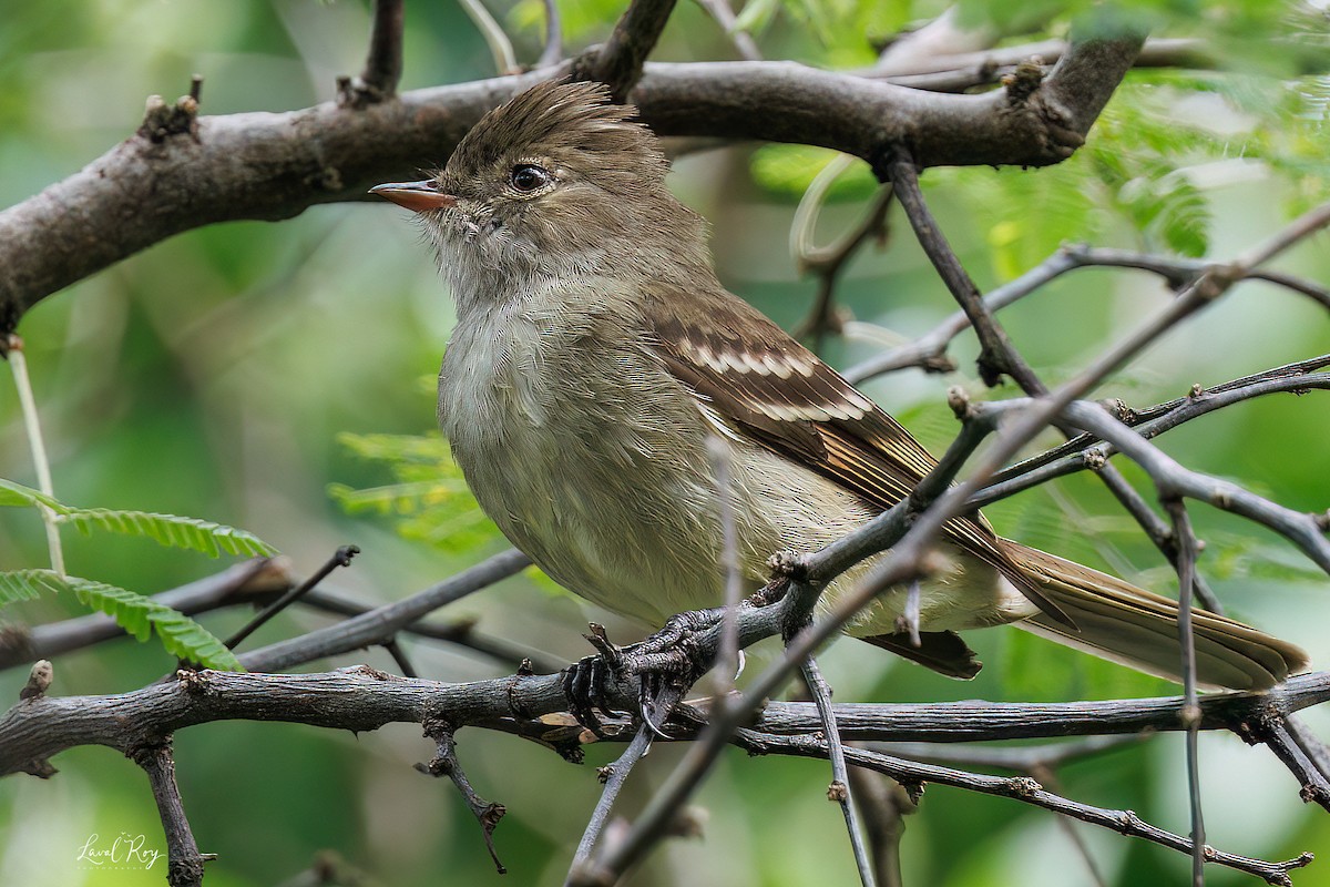 Caribbean Elaenia (Caribbean) - ML647620433