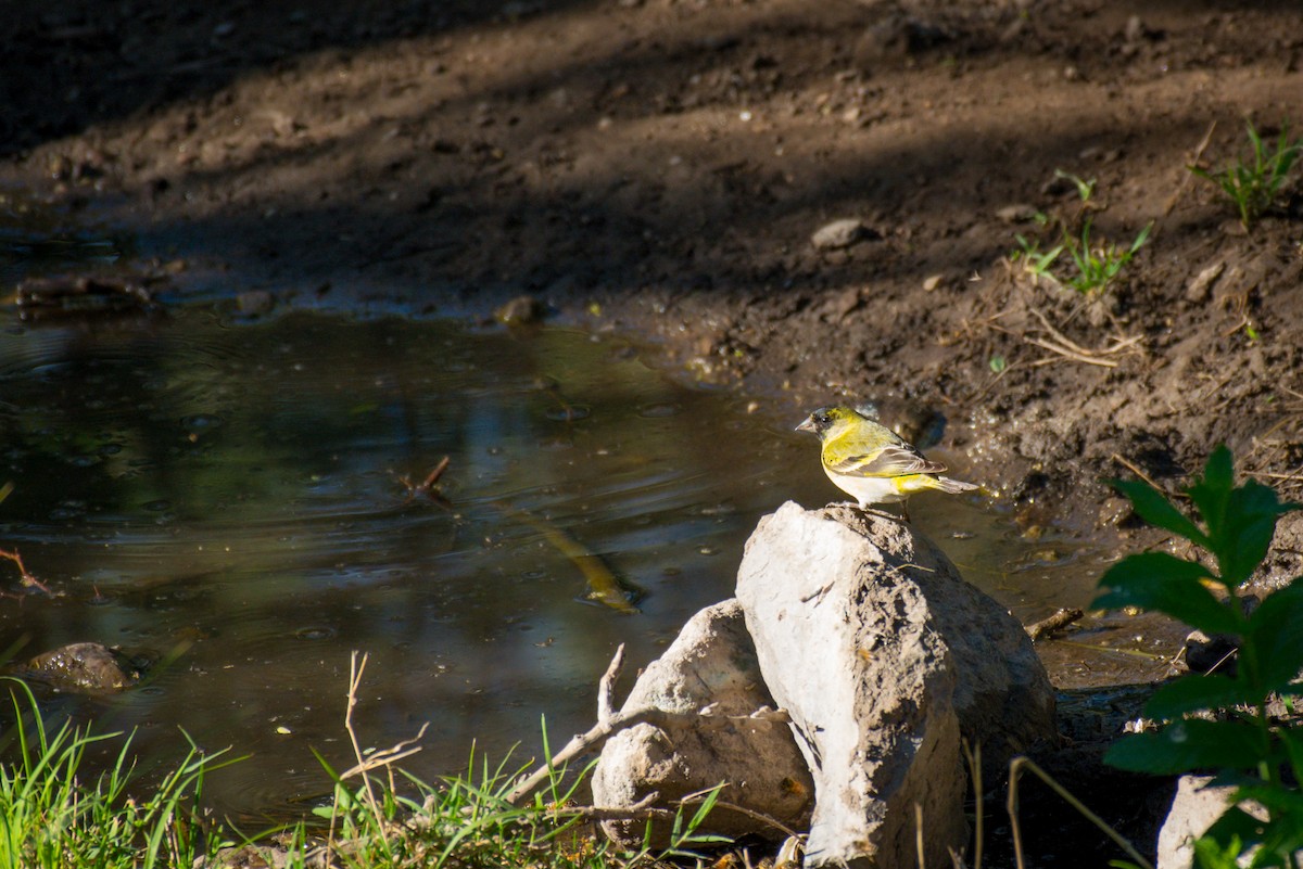 Hooded Siskin - ML647620447
