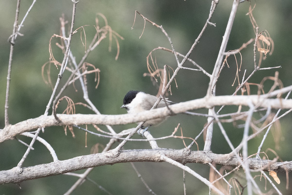 Пухляк - ML647620456