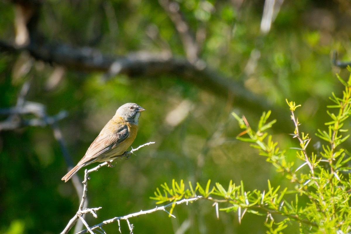 Gray-hooded Sierra Finch - ML647620459