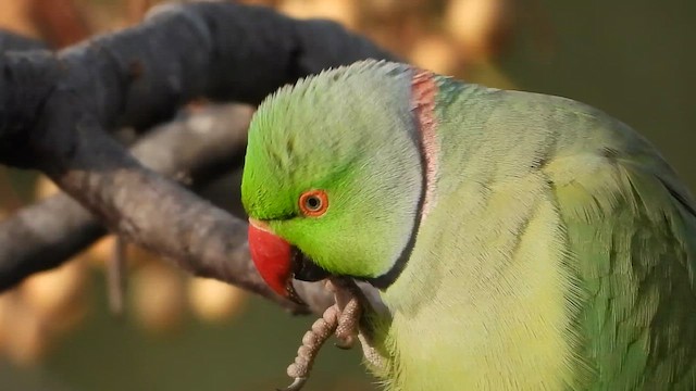 Папуга Крамера - ML647620472