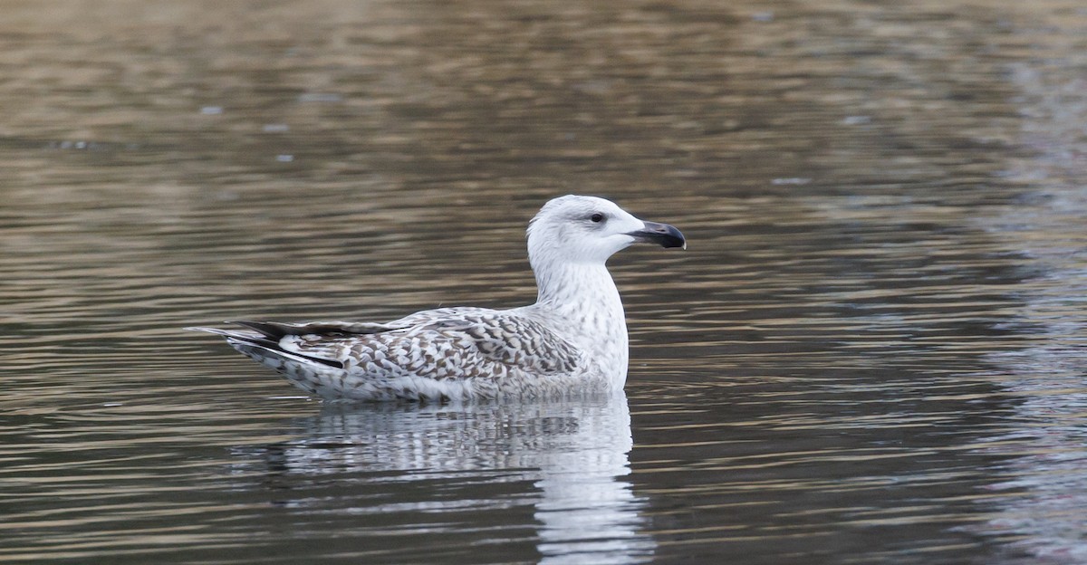 racek mořský - ML647620475