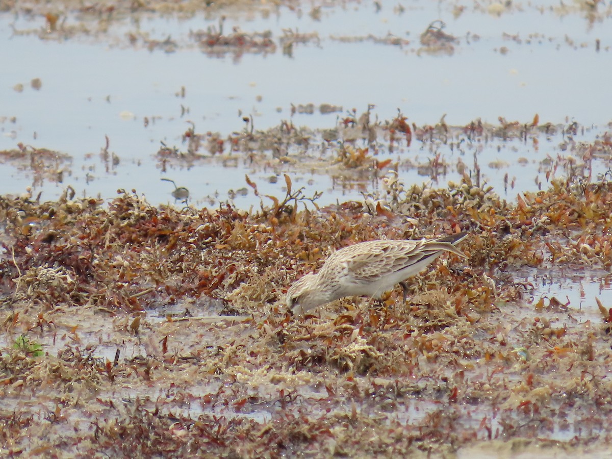 コシジロウズラシギ - ML647620483