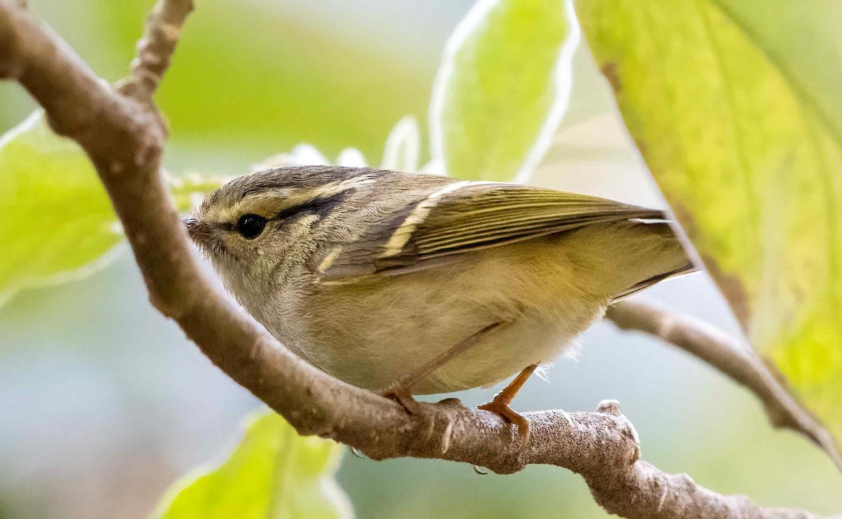Lemon-rumped Warbler - ML647620503