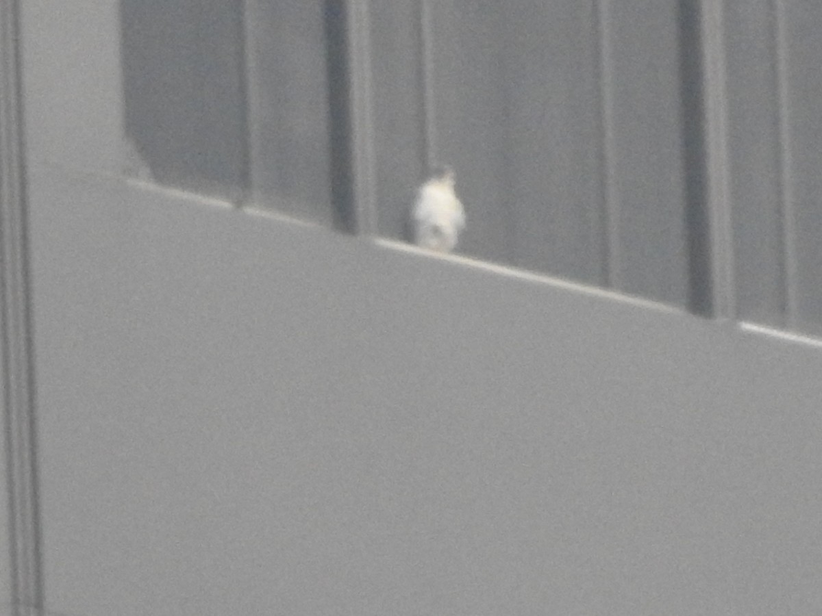 遊隼 - ML647620522