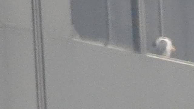 Сапсан - ML647620525