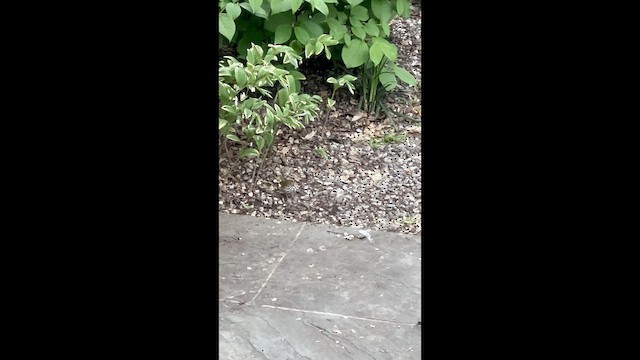 Смугастоволець оливковий - ML647620543