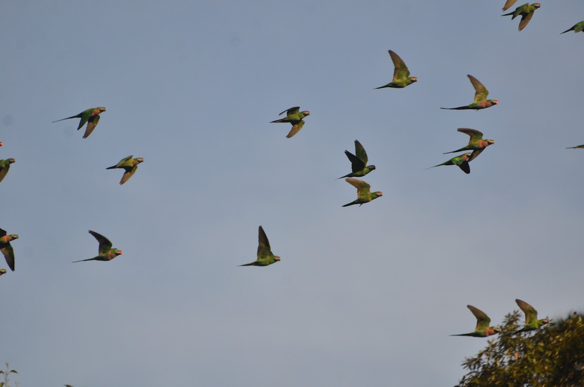 Red-breasted Parakeet - ML647620563