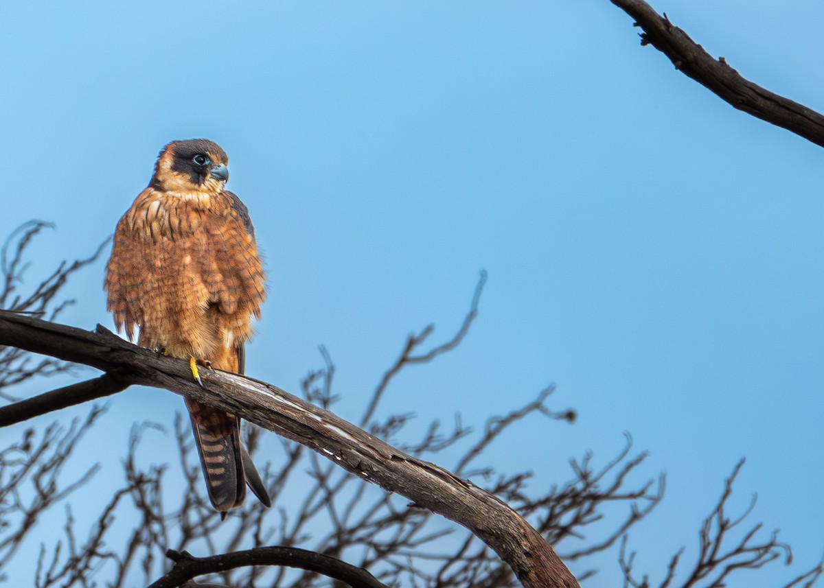Australian Hobby - ML647620568