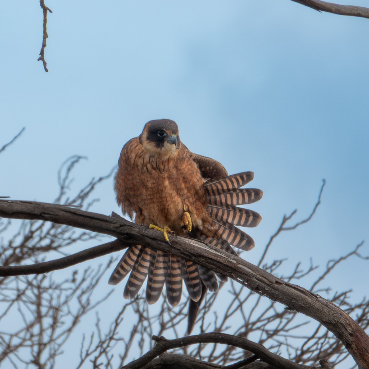 Australian Hobby - ML647620569