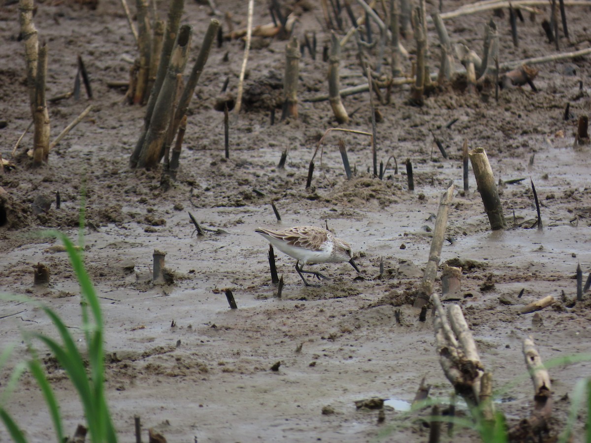 Semipalmated Sandpiper - ML647620572