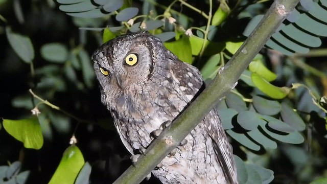 Сплюшка євразійська - ML647620582